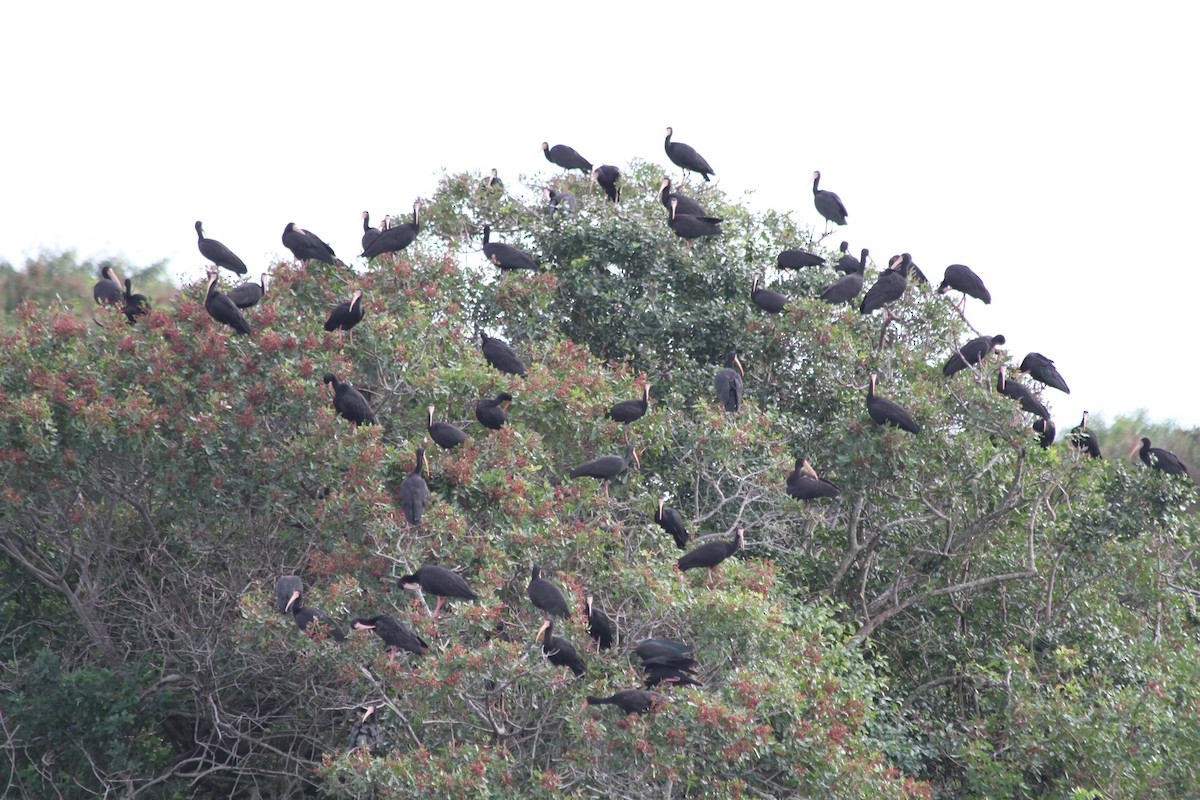 Bare-faced Ibis - ML206964281