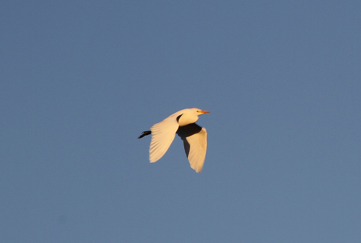 Western Cattle Egret - ML206964521