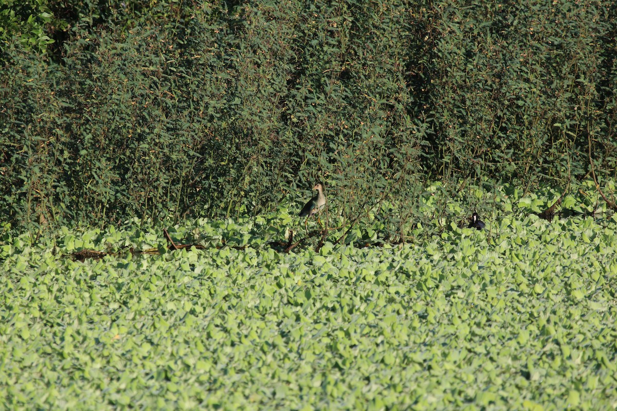 Purple Gallinule - ML206965261