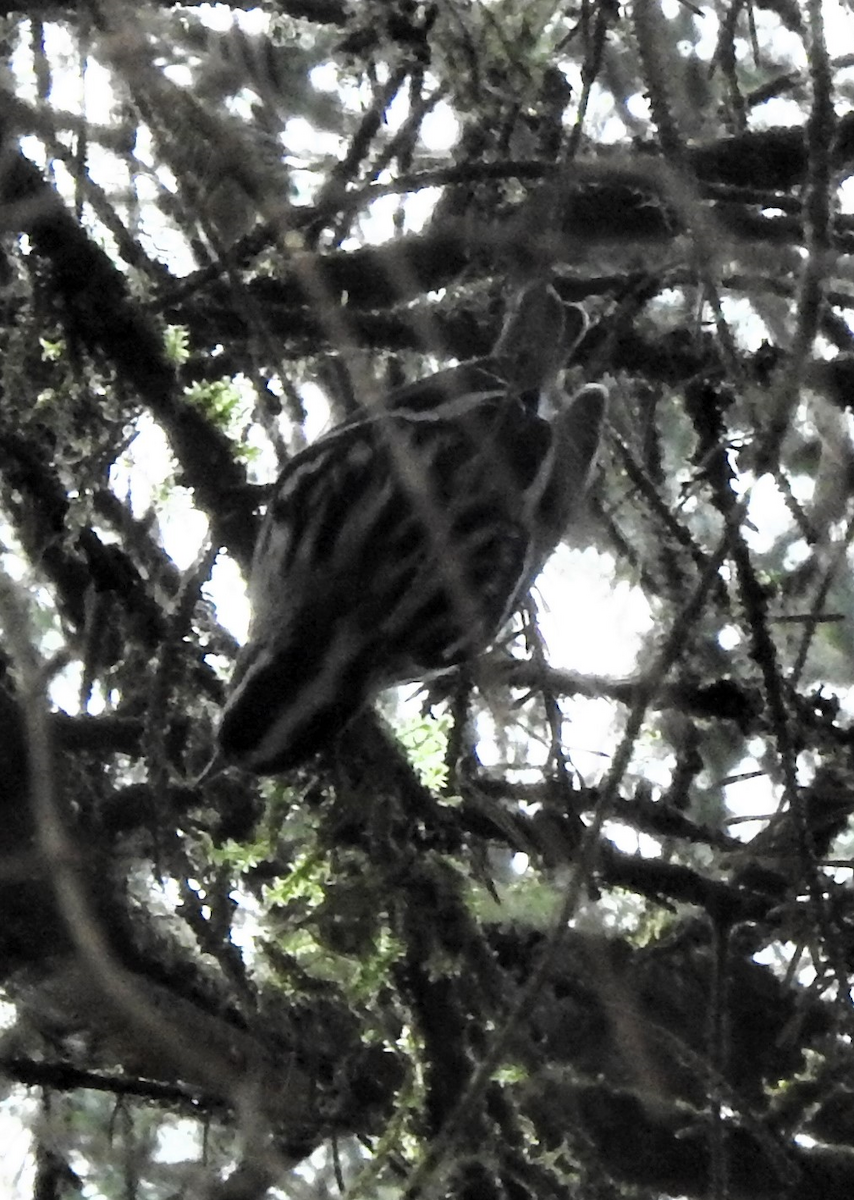 Black-and-white Warbler - Team Ona