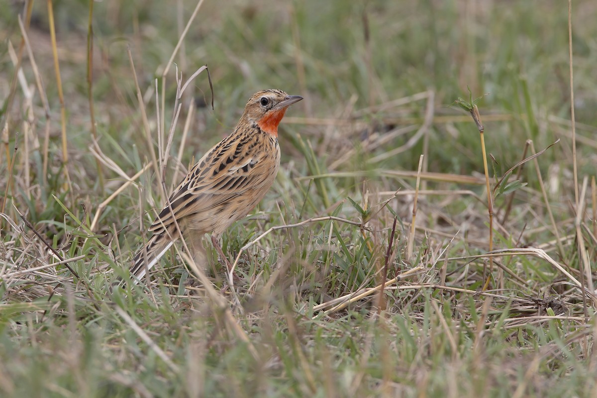 Rosy-throated Longclaw - ML206967741