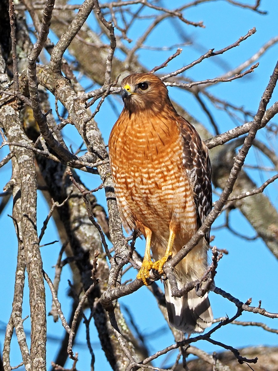 Red-shouldered Hawk - ML206970031