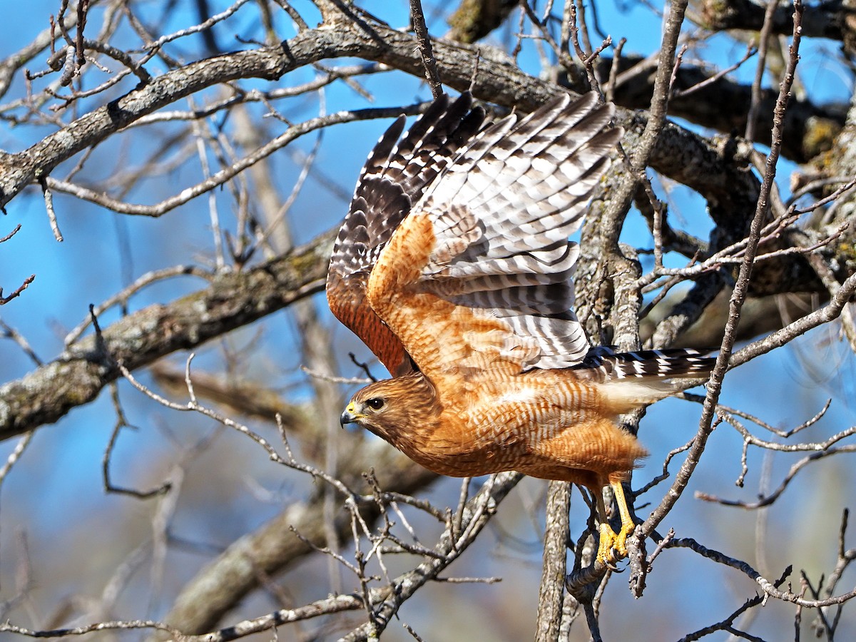 Red-shouldered Hawk - ML206970091