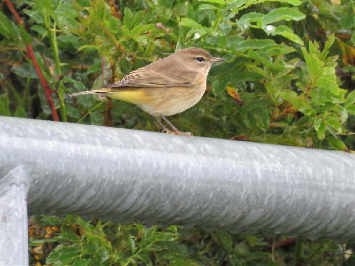 Palm Warbler - ML206972151