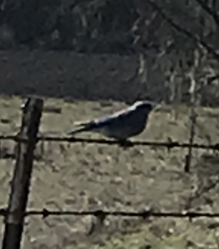 Mountain Bluebird - ML206972761