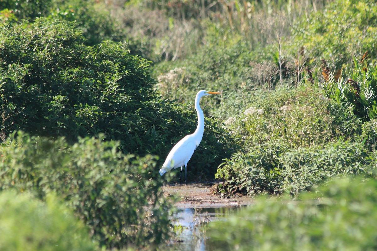 Great Egret - ML206972811