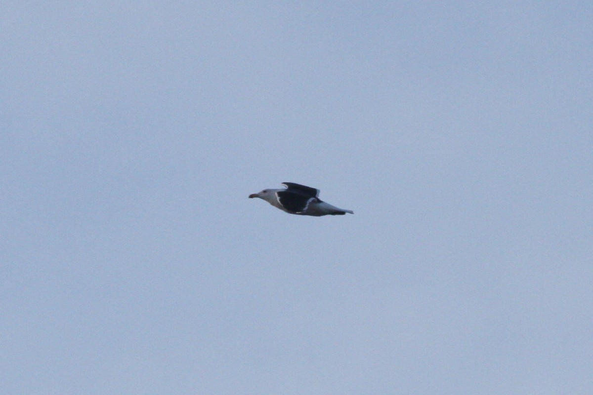 Great Black-backed Gull - ML206973011