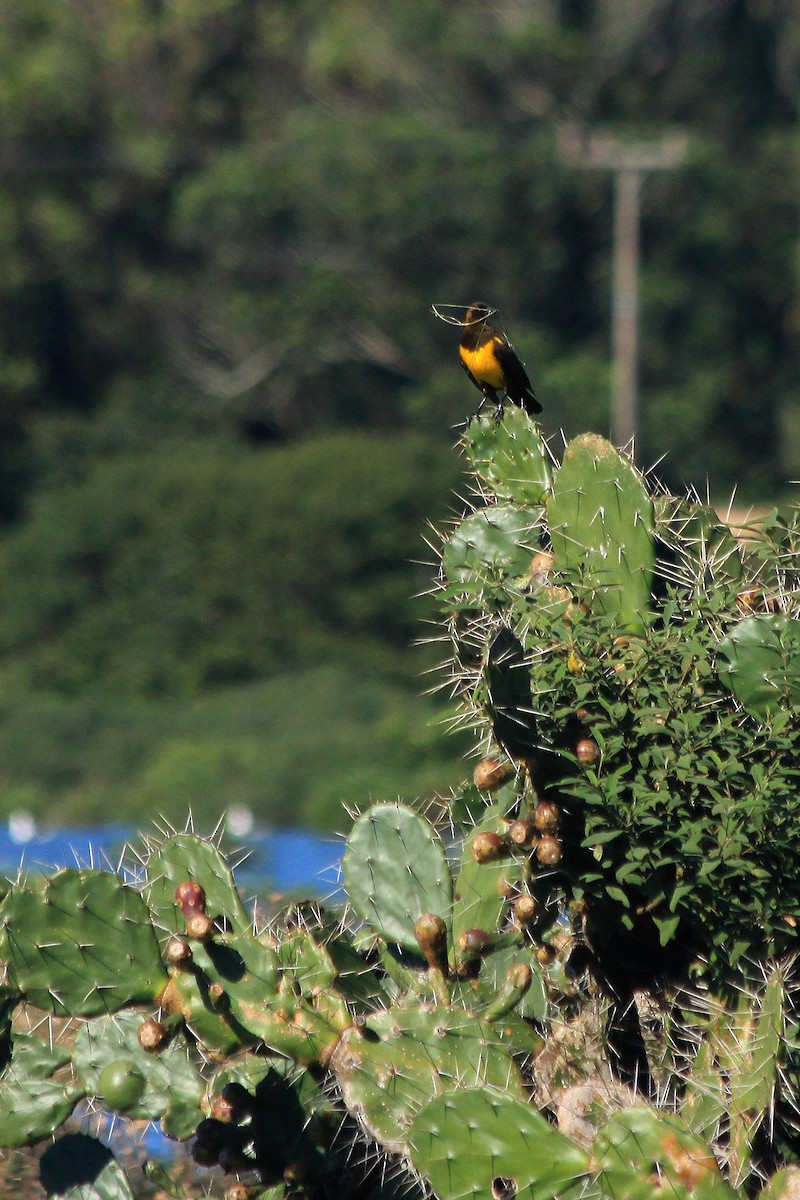 Brown-and-yellow Marshbird - ML206974541