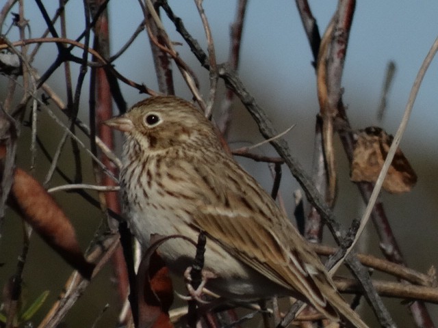 Vesper Sparrow - ML20697461