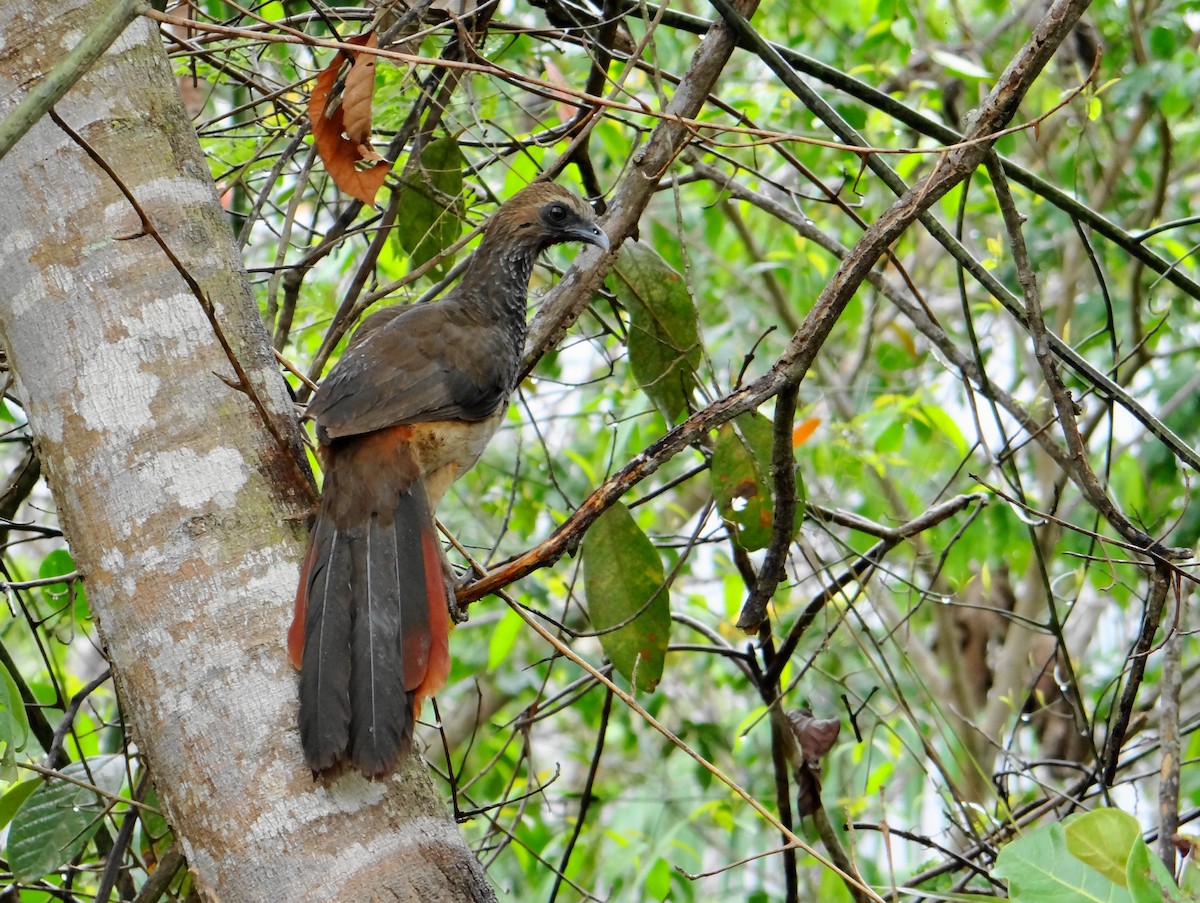 East Brazilian Chachalaca - ML20697491