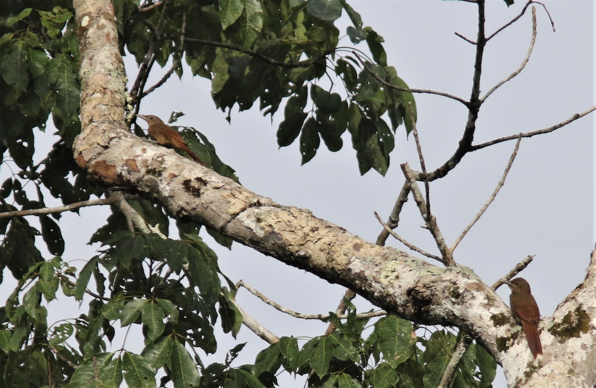 Cinnamon-throated Woodcreeper - ML206976181