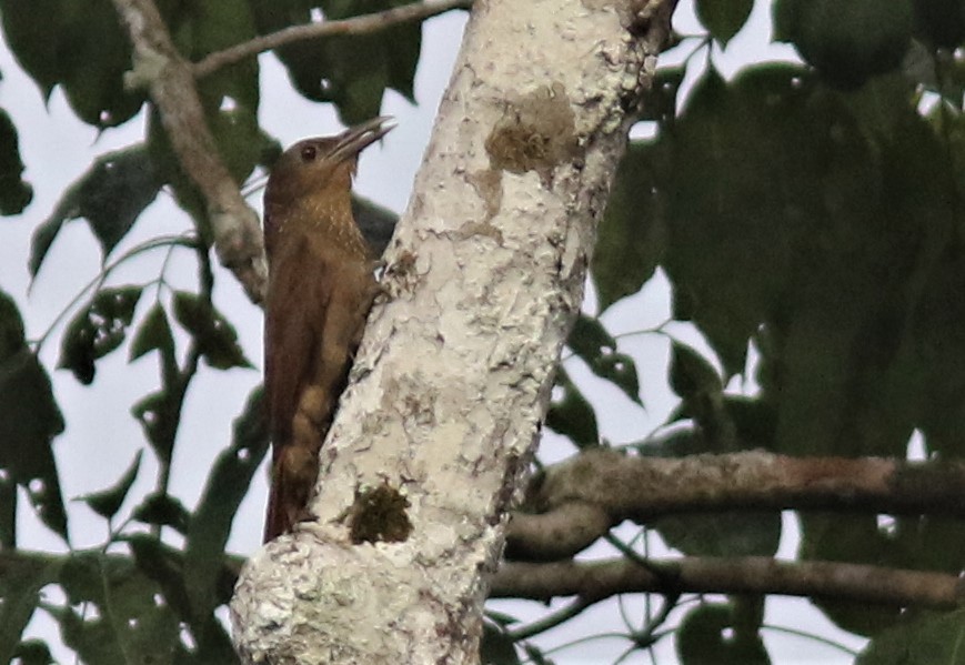 Cinnamon-throated Woodcreeper - ML206976281