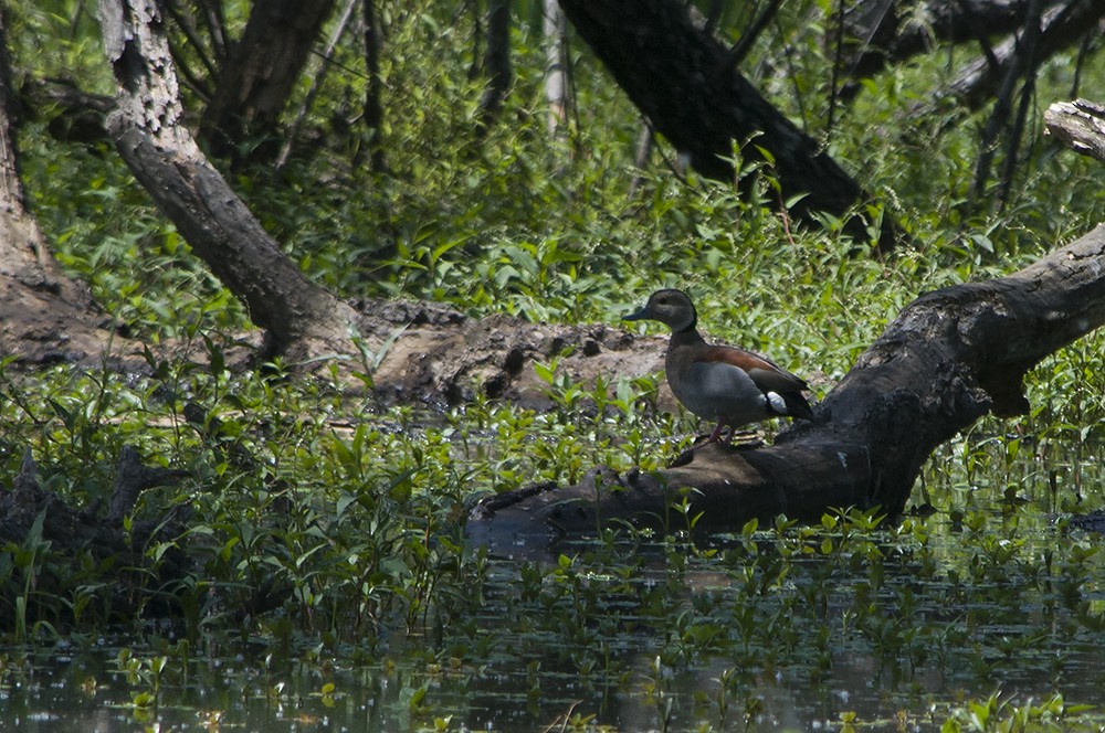 Ringed Teal - ML206978041