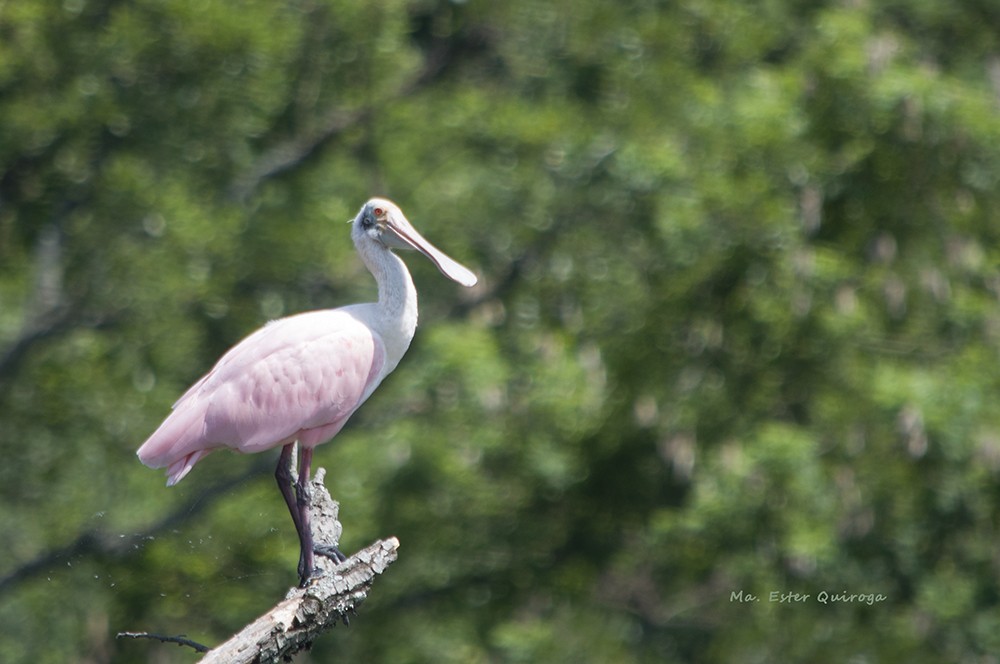 Roseate Spoonbill - María Ester Quiroga