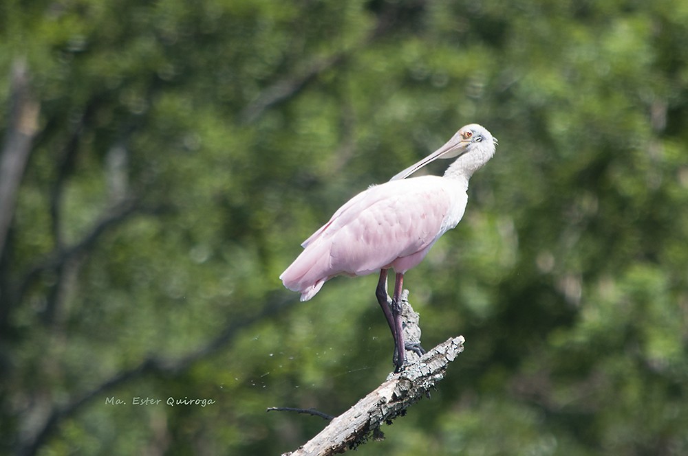 Roseate Spoonbill - ML206978261