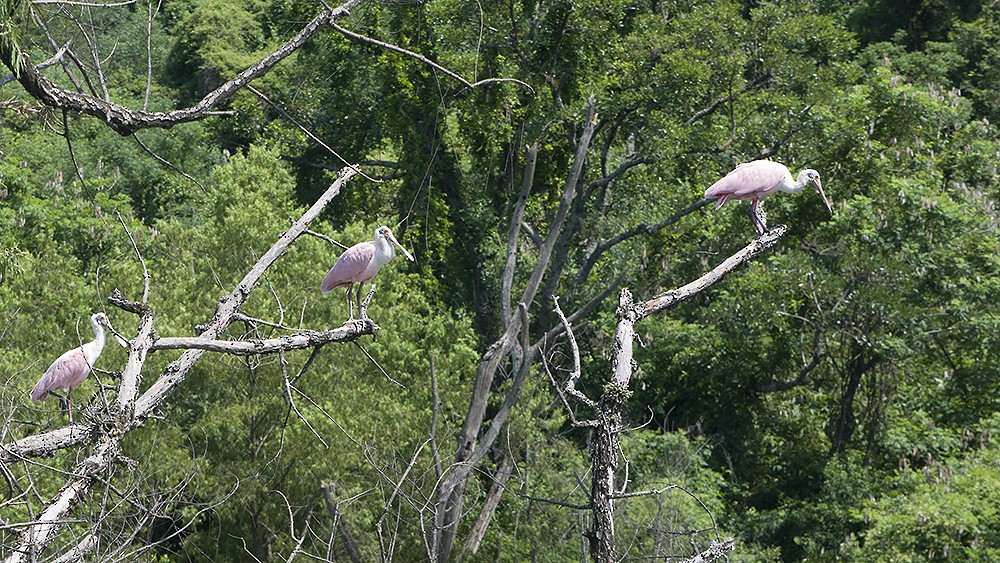 Roseate Spoonbill - ML206978281