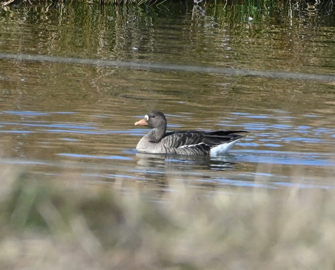 Greater White-fronted Goose - ML206978471