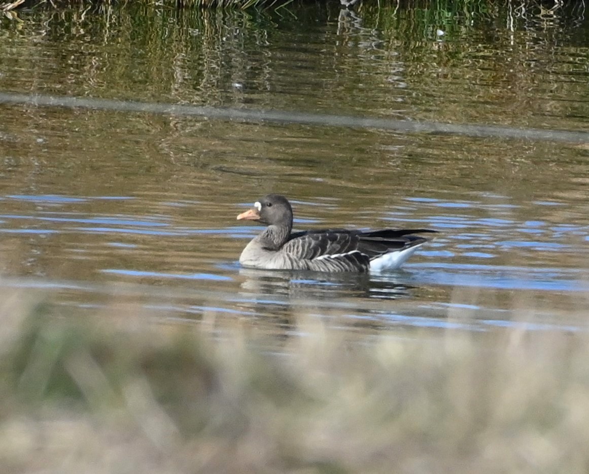 Greater White-fronted Goose - ML206978471