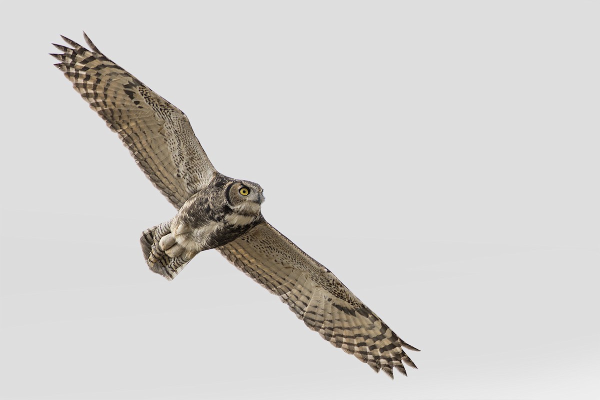 Great Horned Owl - ML20697891