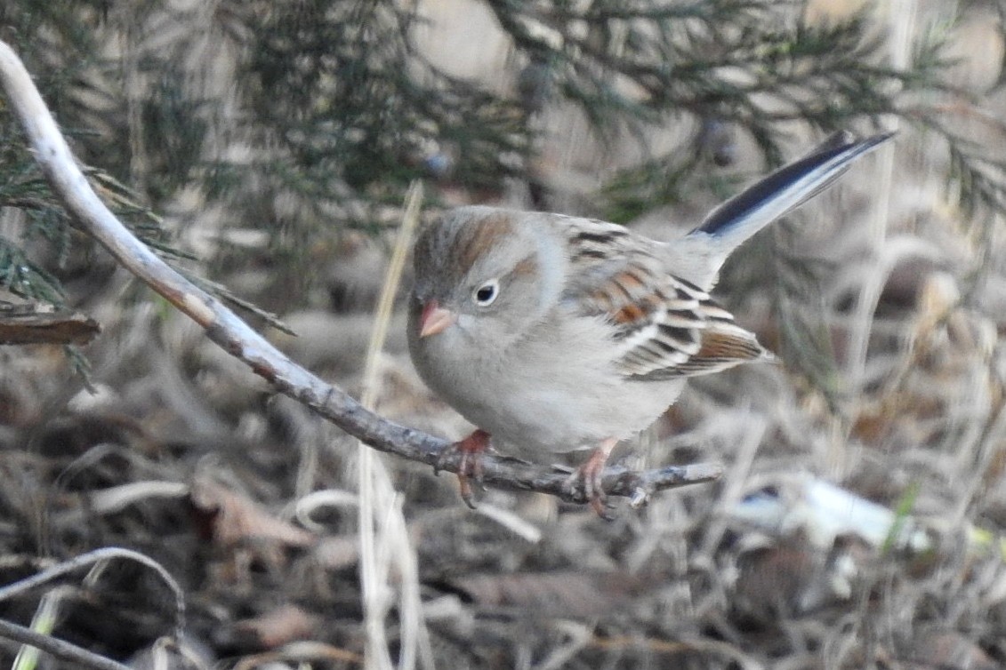 Field Sparrow - ML206979351