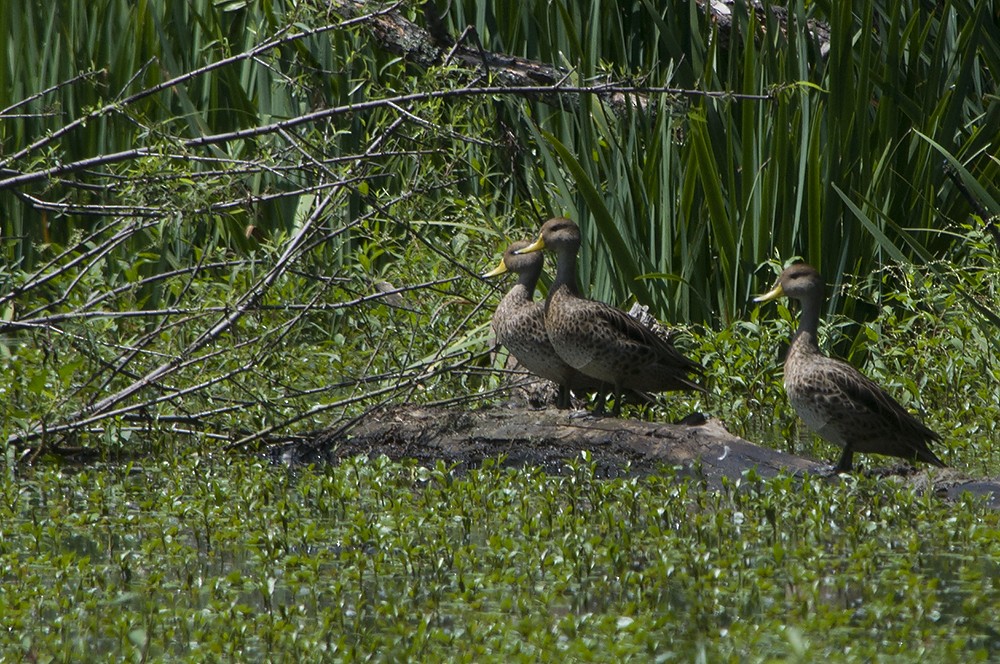 Yellow-billed Pintail - ML206979531