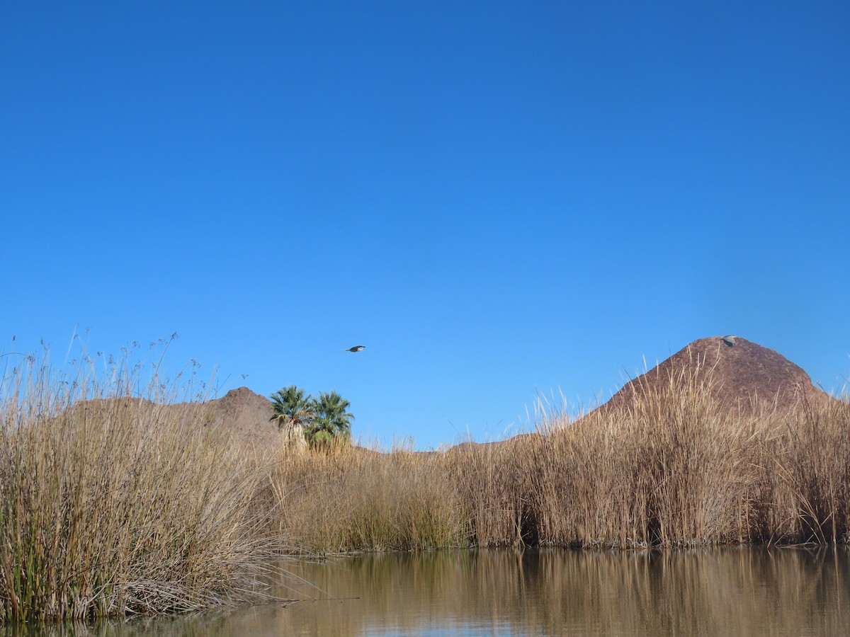 Black-crowned Night Heron - ML206980141