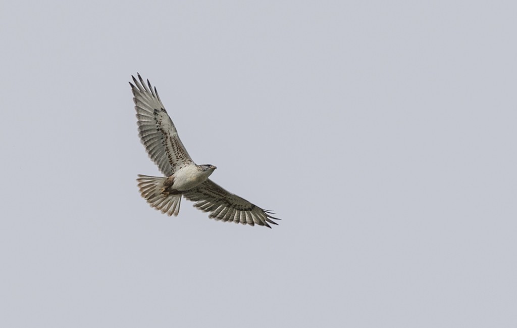 Ferruginous Hawk - Zak Pohlen