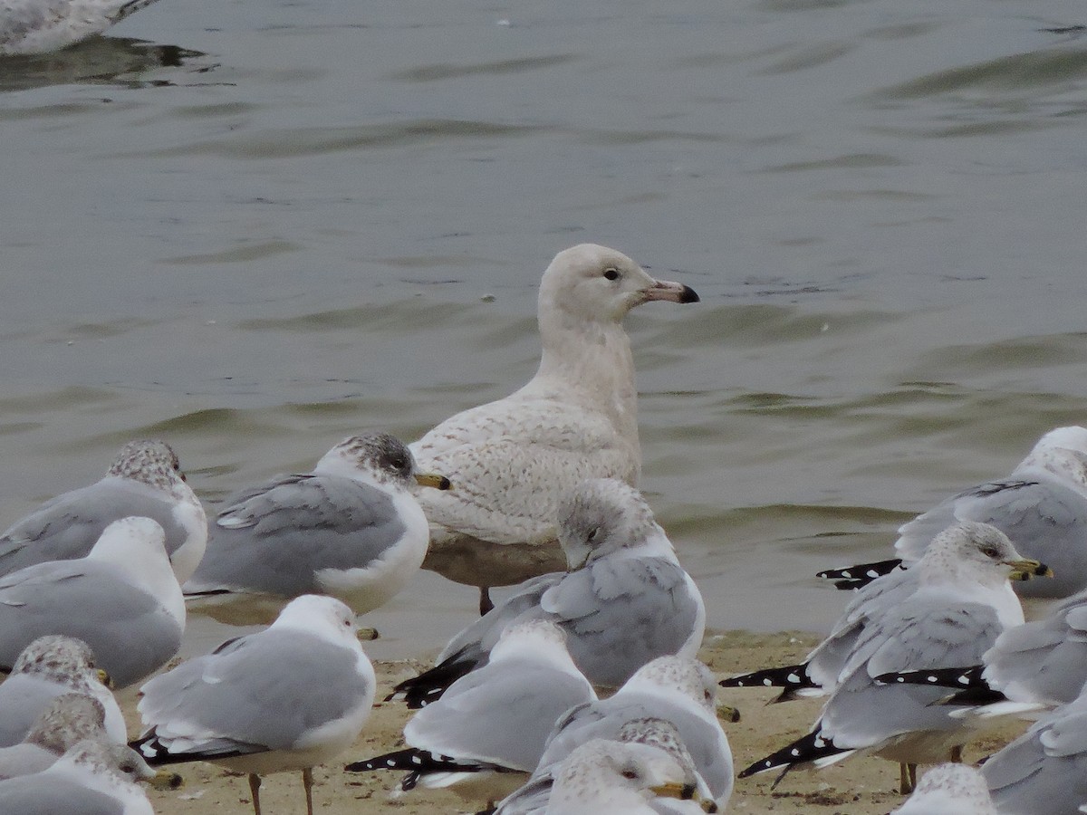 Glaucous Gull - ML206980711