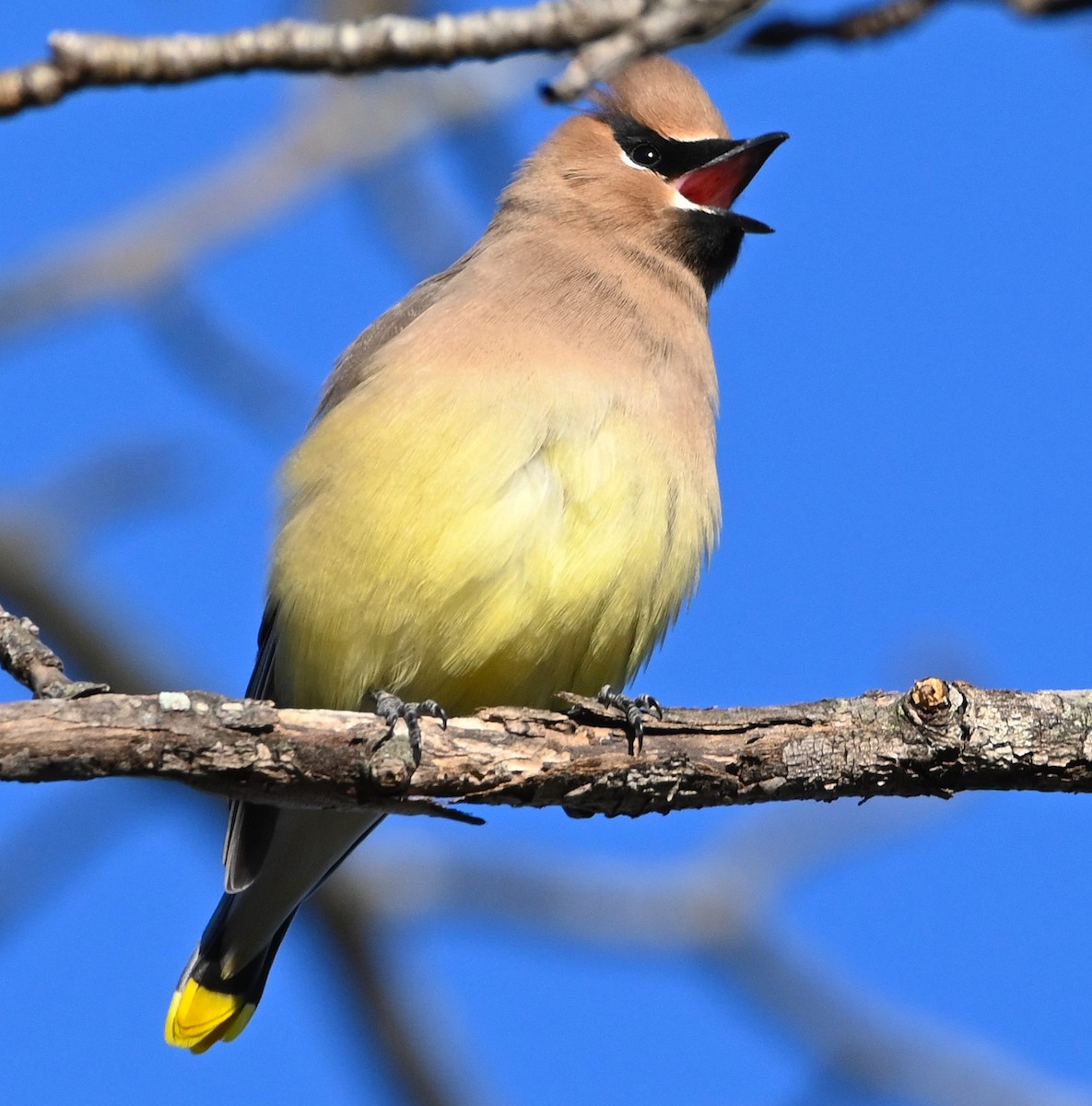 Cedar Waxwing - ML206981591