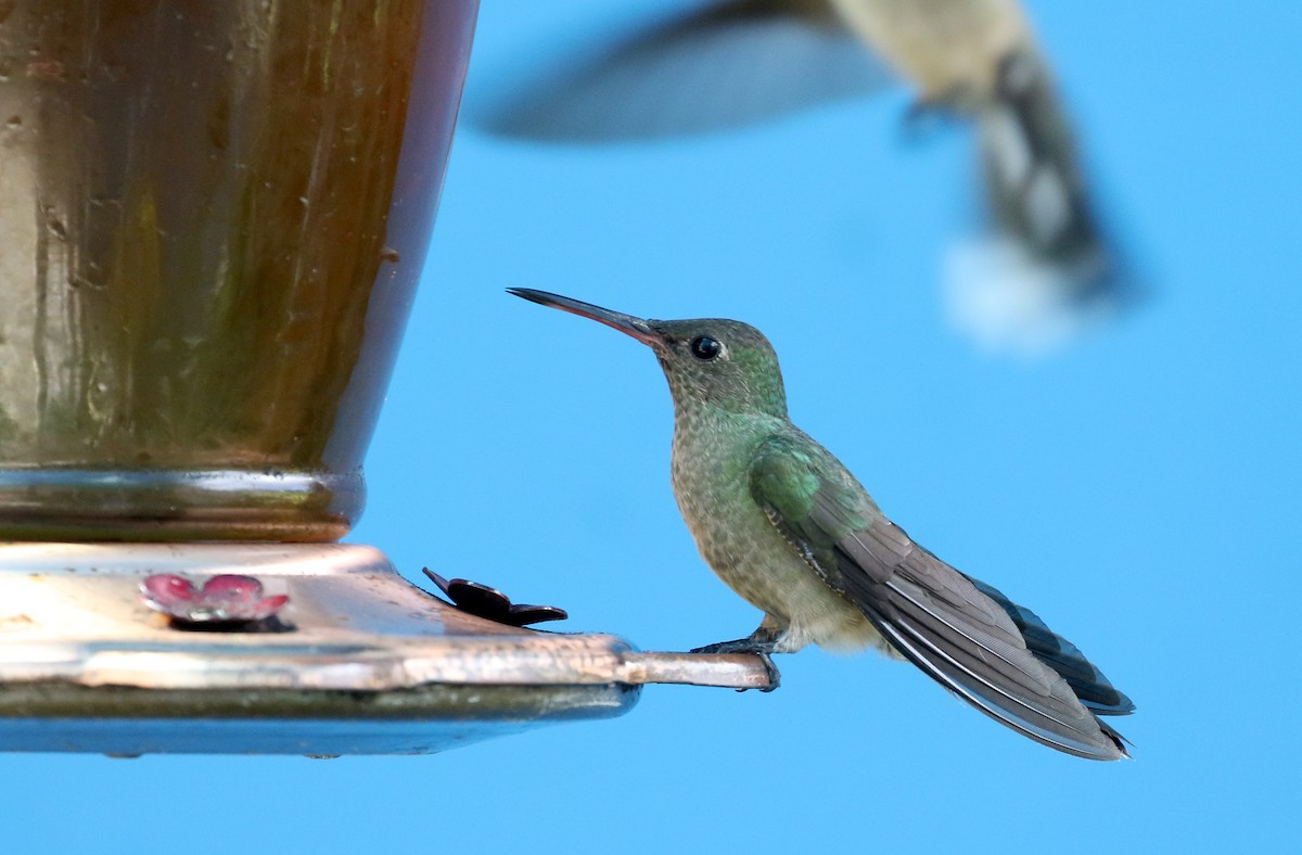 Scaly-breasted Hummingbird (Cuvier's) - ML206981901