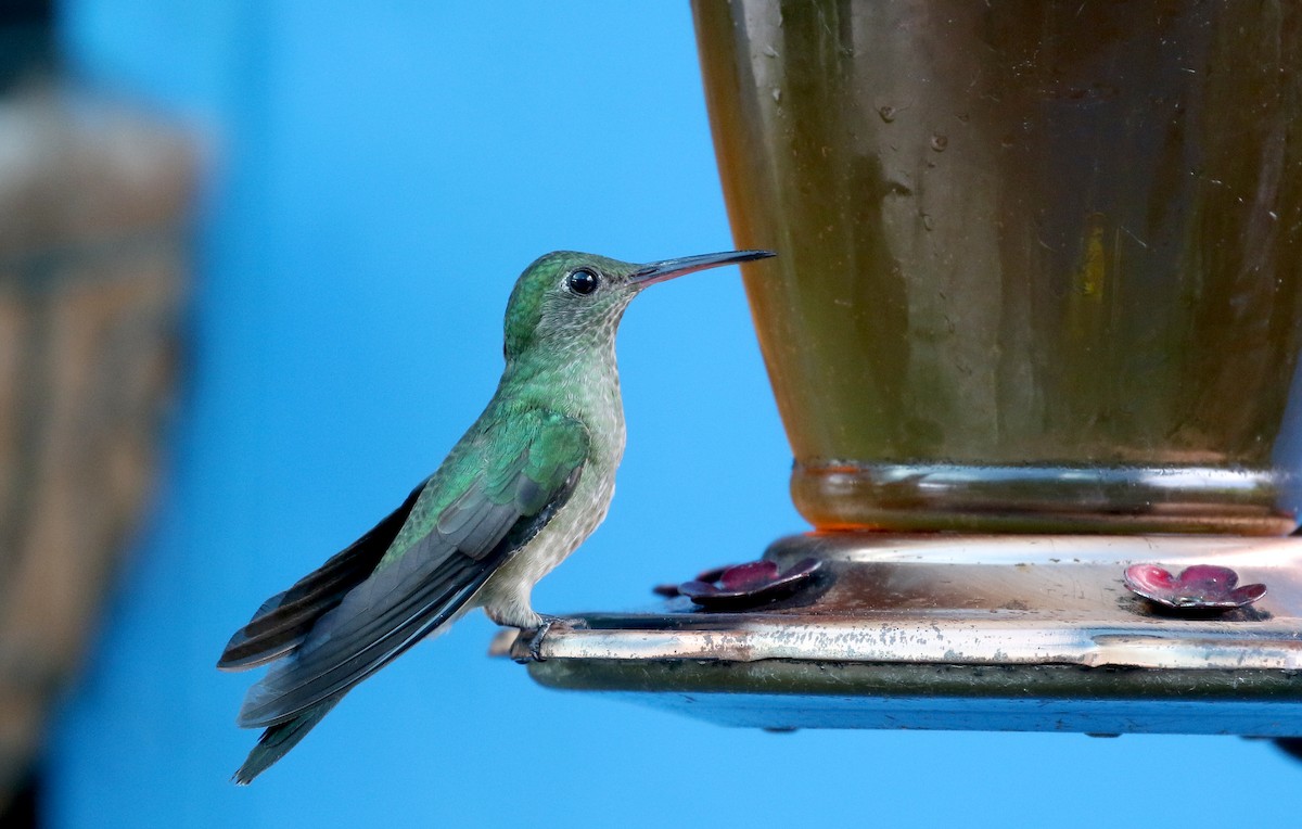 kolibřík skvrnitoprsý [skupina cuvierii] - ML206981941