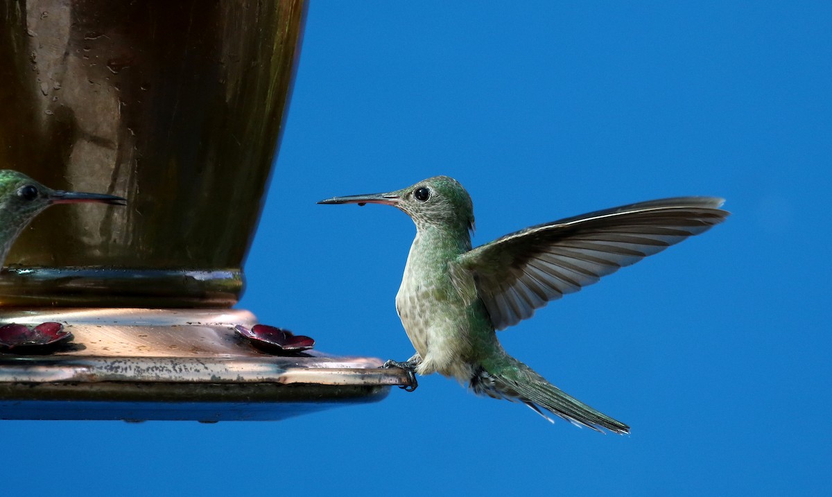 Scaly-breasted Hummingbird (Cuvier's) - Jay McGowan