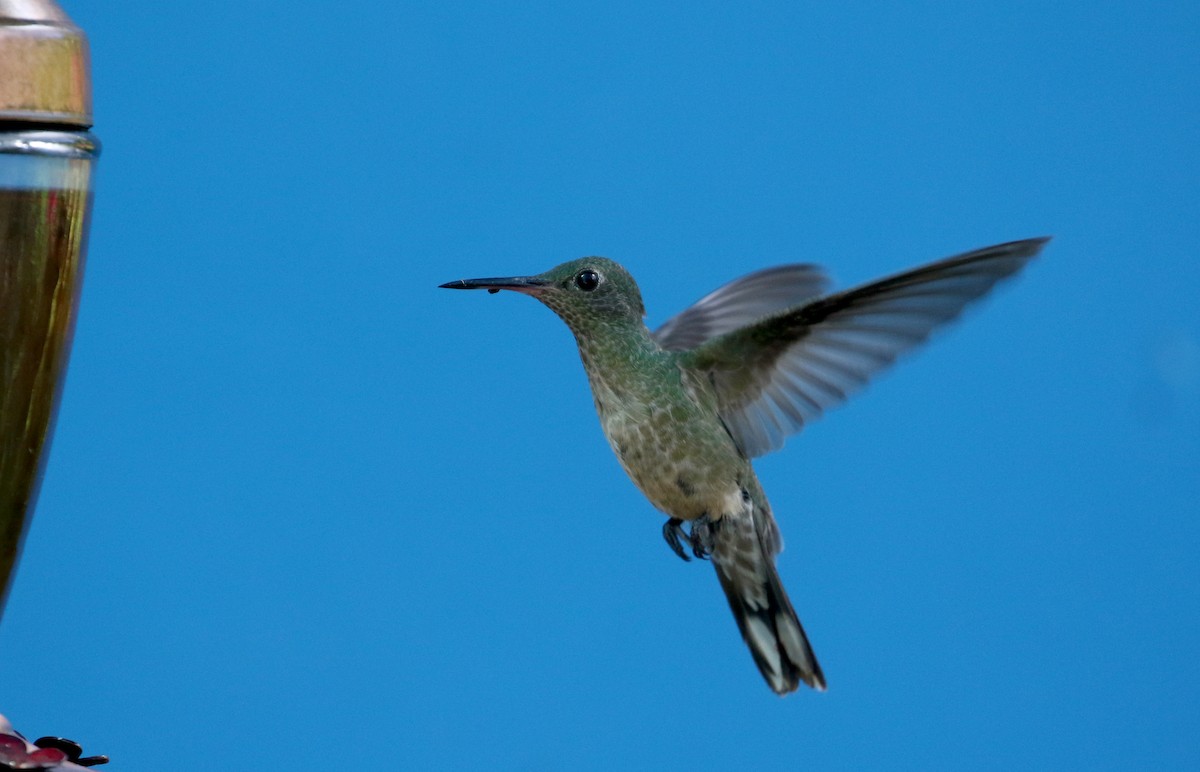 Scaly-breasted Hummingbird (Cuvier's) - ML206982161