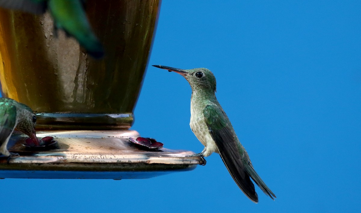 kolibřík skvrnitoprsý [skupina cuvierii] - ML206982171