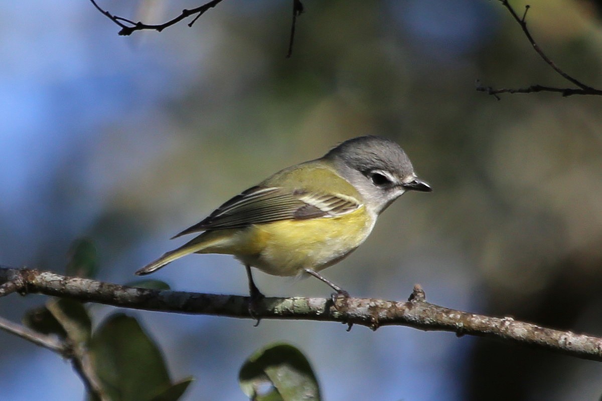 Mavi Başlı Vireo - ML206982181