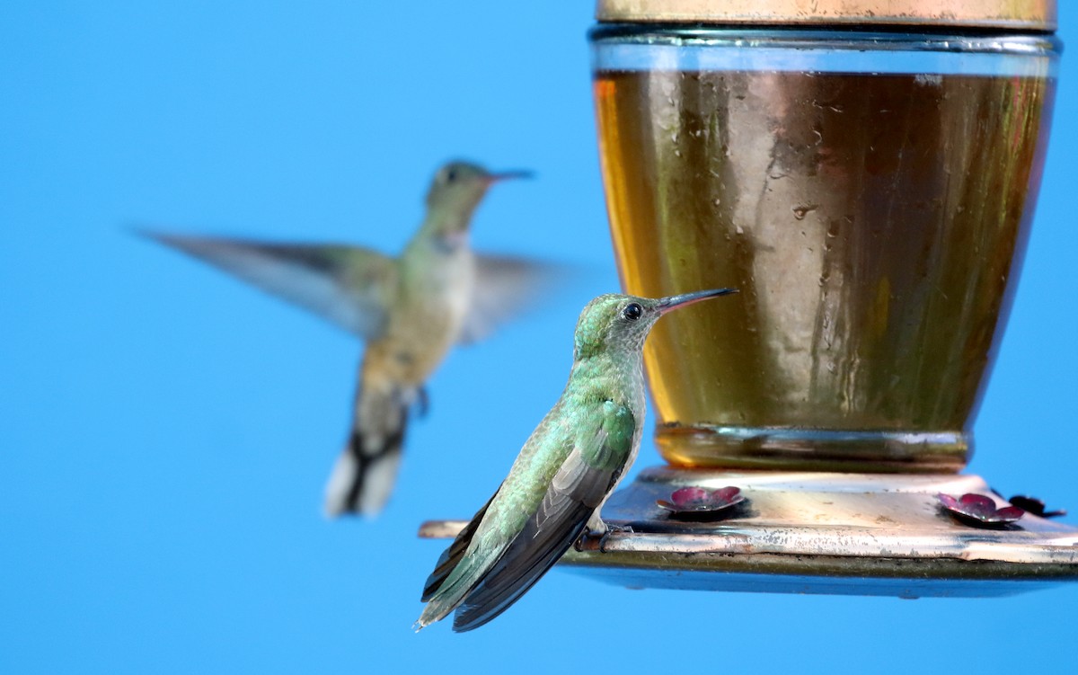 kolibřík skvrnitoprsý [skupina cuvierii] - ML206982191