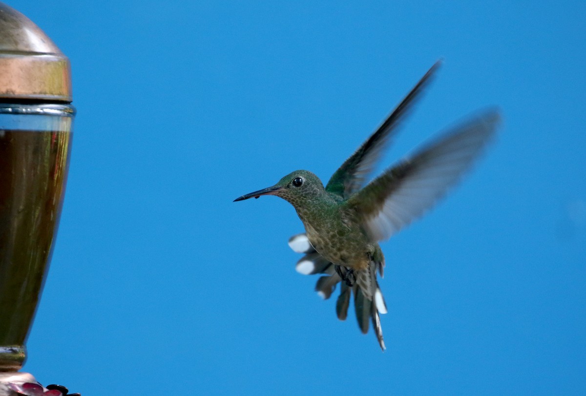 kolibřík skvrnitoprsý [skupina cuvierii] - ML206982201