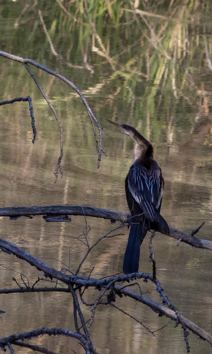 Anhinga - Skip Cantrell