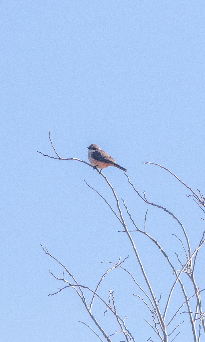 Vermilion Flycatcher - Skip Cantrell