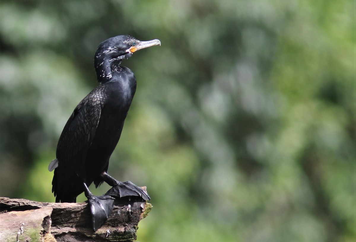 Neotropic Cormorant - ML206984801