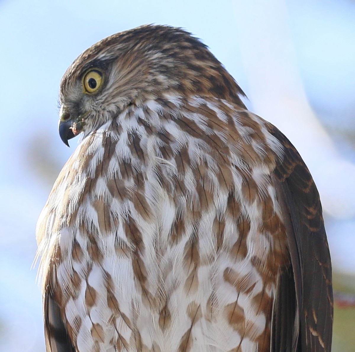 Sharp-shinned Hawk (Northern) - Debby Parker