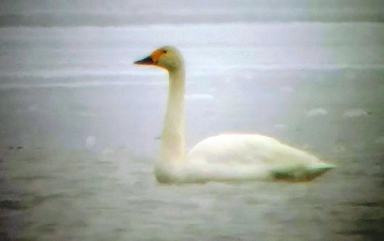 Tundra Swan (Bewick's) - ML206989681