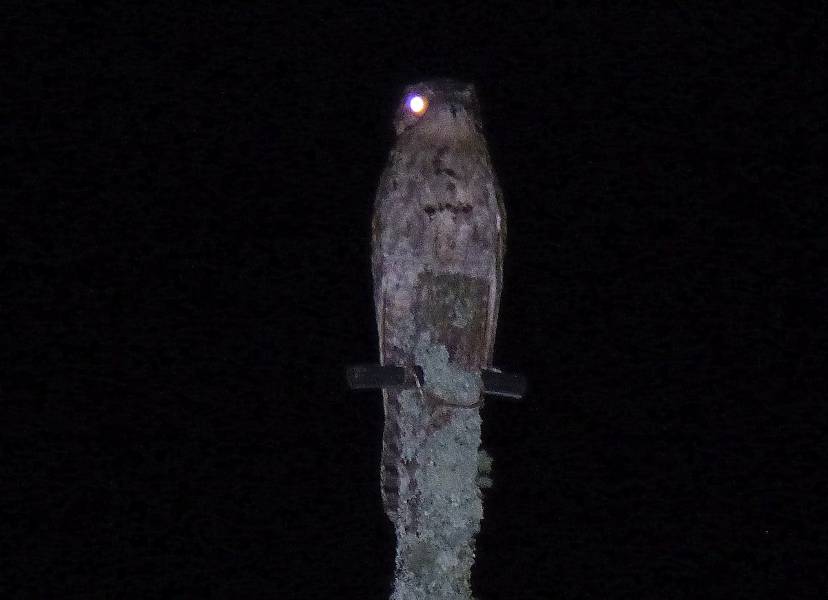 Common Potoo - ML206992081