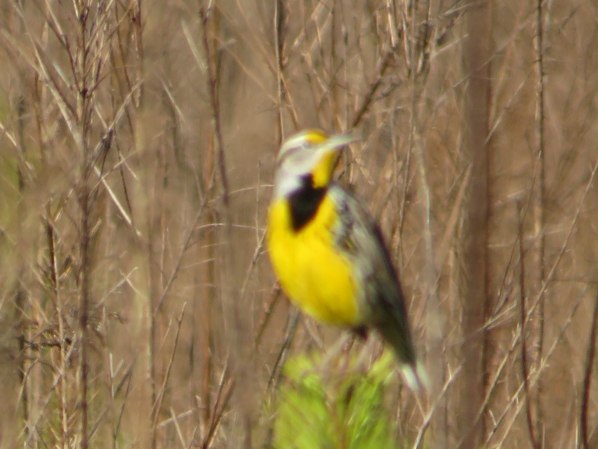 Eastern Meadowlark - ML206996491