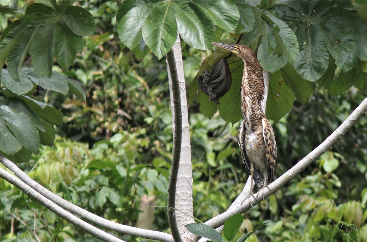 Rufescent Tiger-Heron - ML206998341