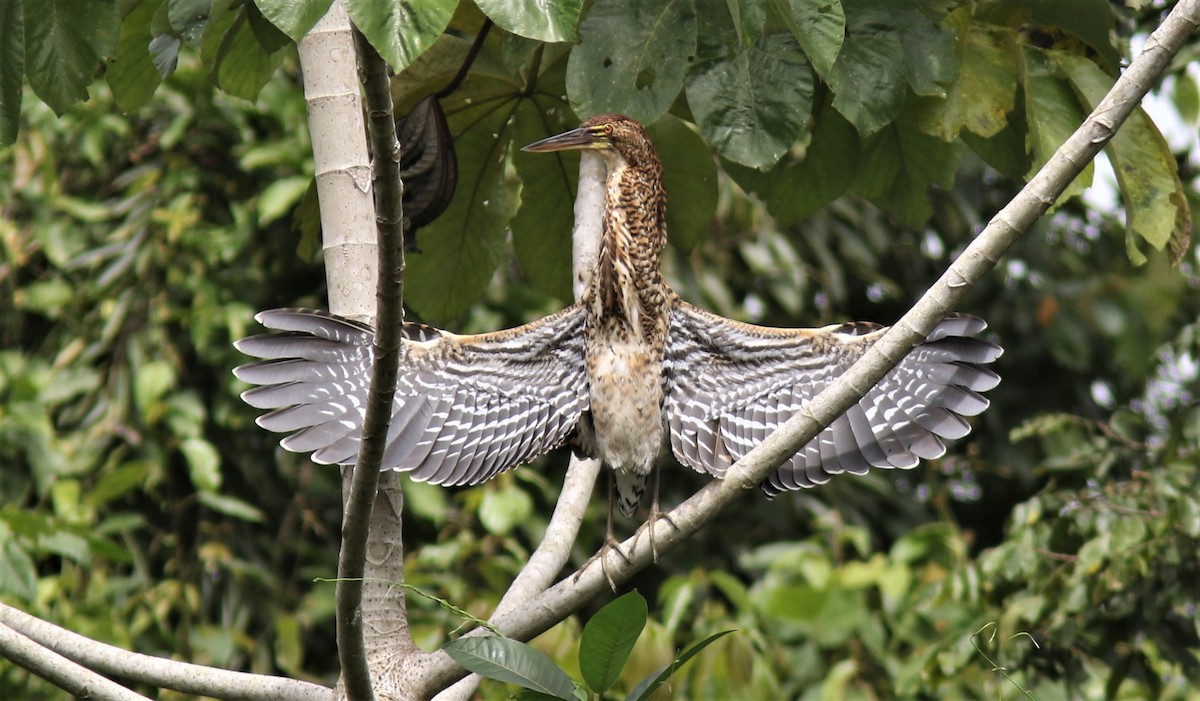 Rufescent Tiger-Heron - ML206998391