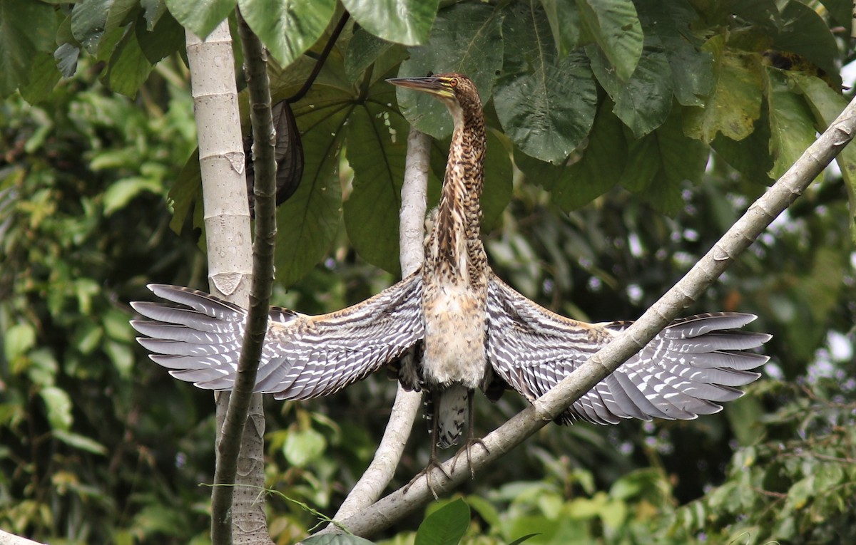 Rufescent Tiger-Heron - ML206998591