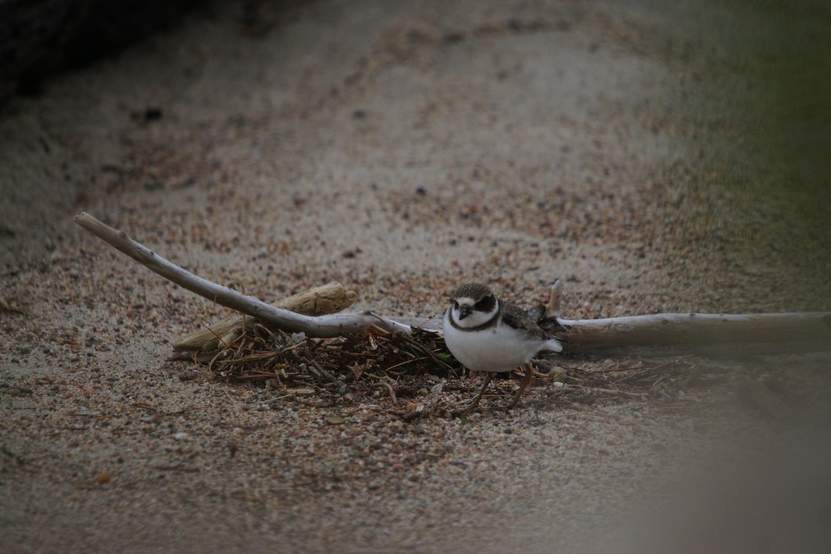 Semipalmated Plover - ML206998601