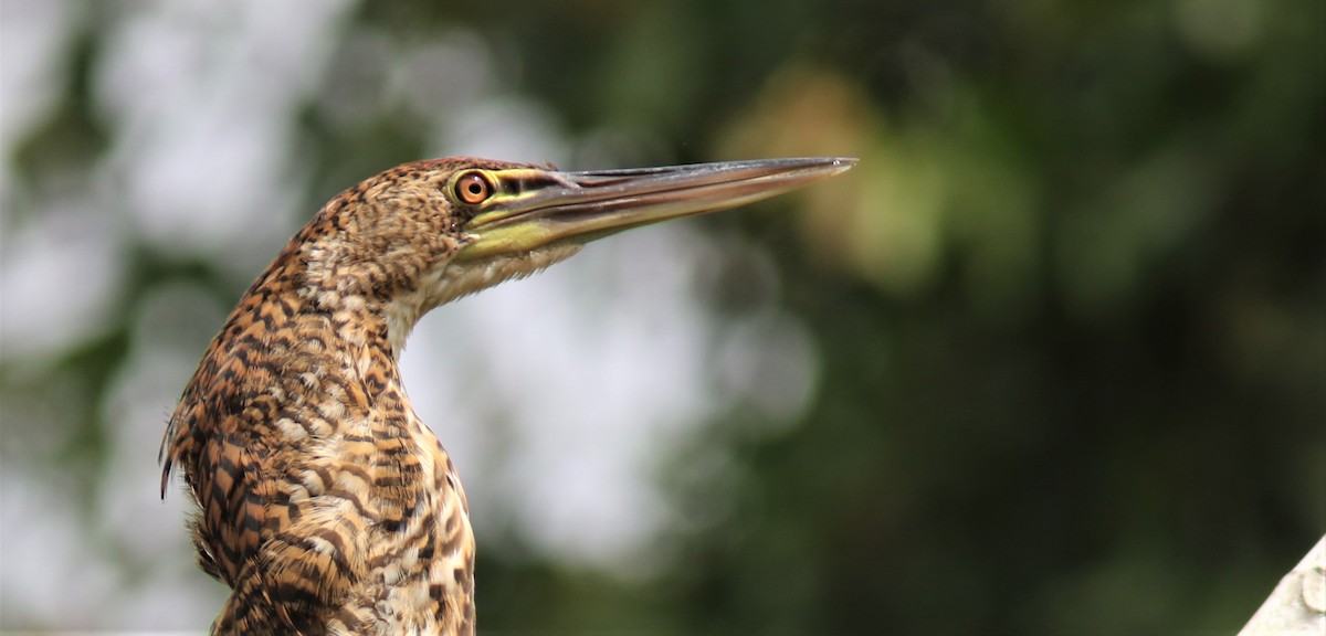 Rufescent Tiger-Heron - ML206999331