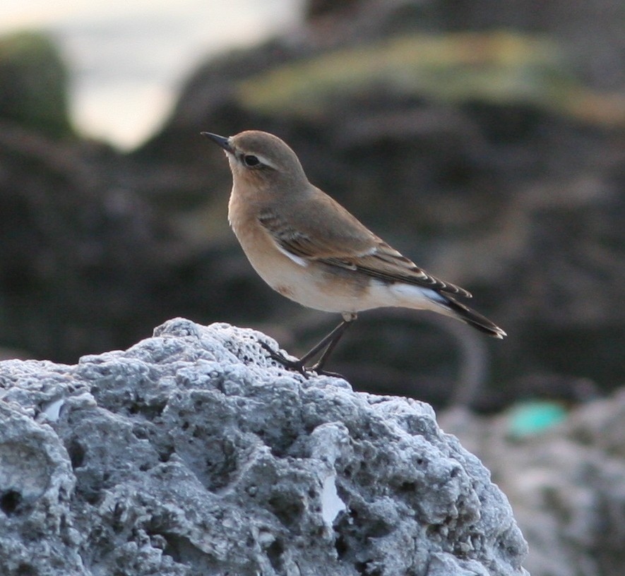 Northern Wheatear - ML20699981